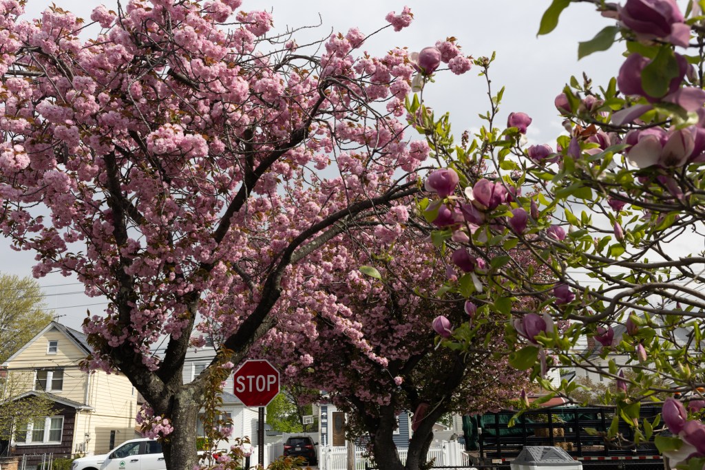 Cherry blossoms bloom in eastern Queens