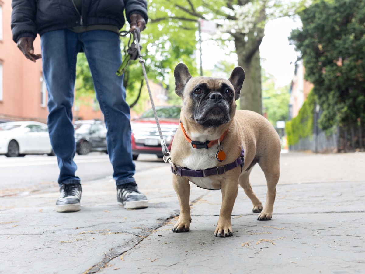 West Village building super Chris walks his friend’s French Bulldog, Winnifred, in Brooklyn,