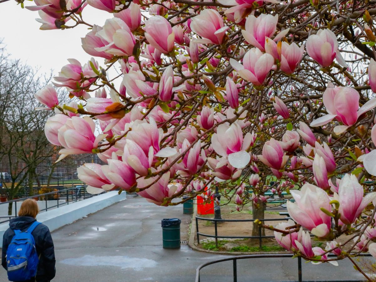 MAP: The Best Spots for Blooms in NYC as Cherries, Magnolias and Crabapples Pop