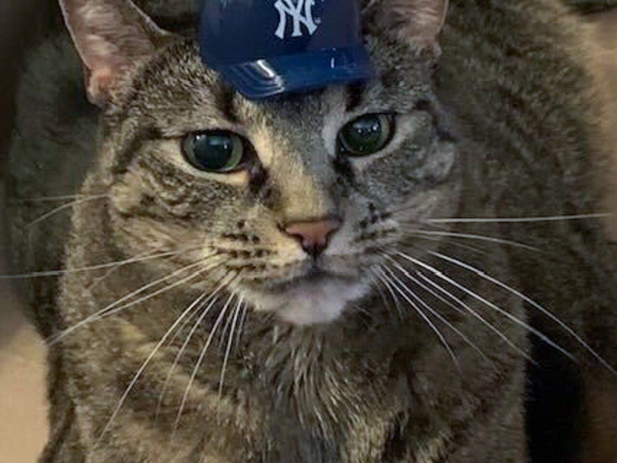 Kitty Bear wears a small Yankees hat